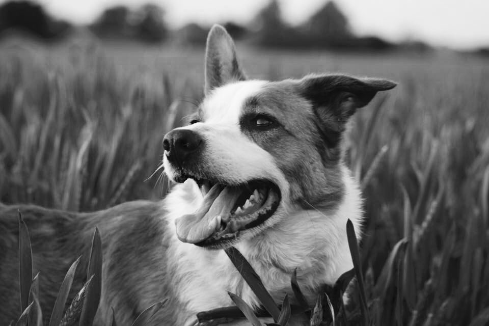 Goodbye my best friend 💔
