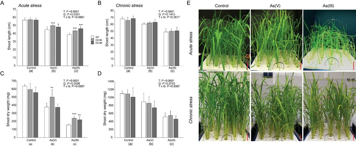 Nice paper by Michael Frei's lab:  "Differential effects of arsenite and arsenate on rice  plants differing in glutathione S‑transferase gene expression" rdcu.be/dh4rf
Congratulations to all authors <a href="/JLU_Crops/">Frei Lab</a>  amd <a href="/irri/">IRRI 🌾</a> and thanks for letting me be part of this effort!