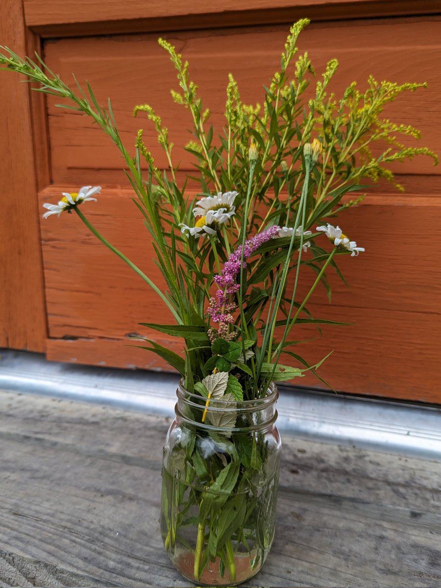 reefomadness's tweet photo. I found a four leaf clover as I went to help the guest open the cabin awning. She has been feeling deja vu the past few days, which she never does, so I made her a gift of a wildflower bouquet including it.

#sharedkindness #natureheals #mentalhealth #PurplePeople
#permaculture https://t.co/Og4OYFpAsm