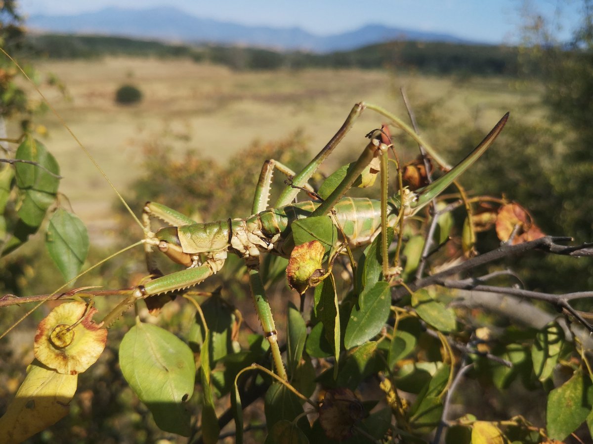 During our Bulgaria excursion we found today Saga natoliae, the largest Orthoptera in Europe