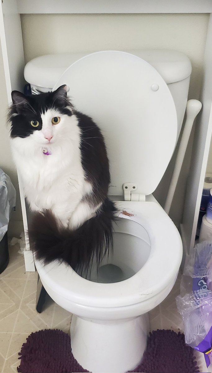 fishfranqz's tweet photo. You're... too close to the toilet water.... @-@ https://t.co/BWORIpKiXe