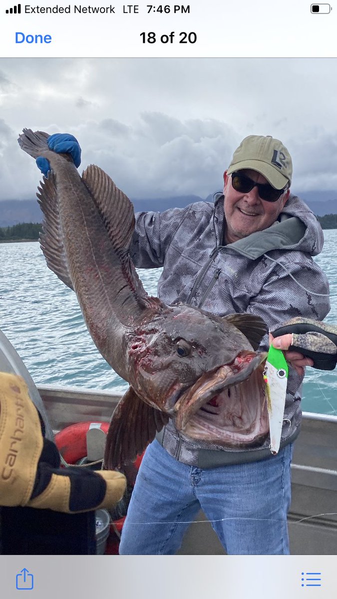 Laterallineusa's tweet photo. Nice Ling off a 7" green/white out of Cordova, Alaska. https://t.co/yBmCA8dbGC