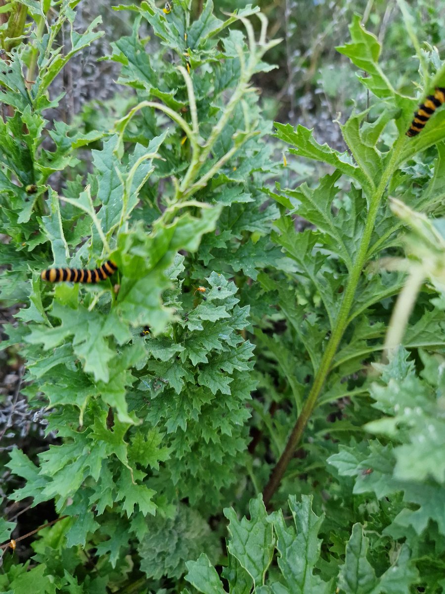 Cinnabar moth caterpillar #LastChanceToSee