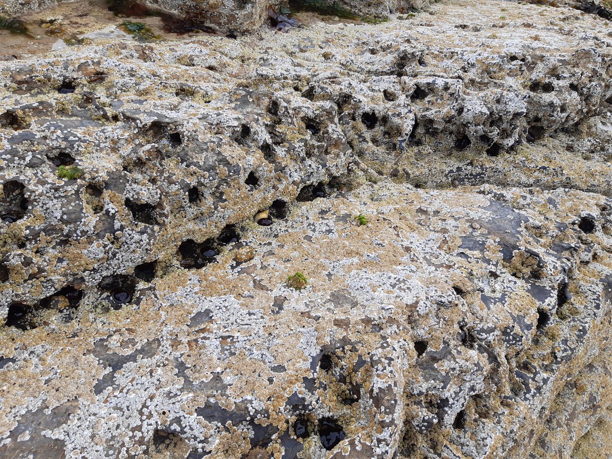 PhysTeacha's tweet photo. A fantastic find by a very determined daughter @leysbiotutor! Then so many sea anemone in the layers of rock in Orkney.
#LoveToExplore
#NaturalCuriosity https://t.co/qwx9JBmWtI
