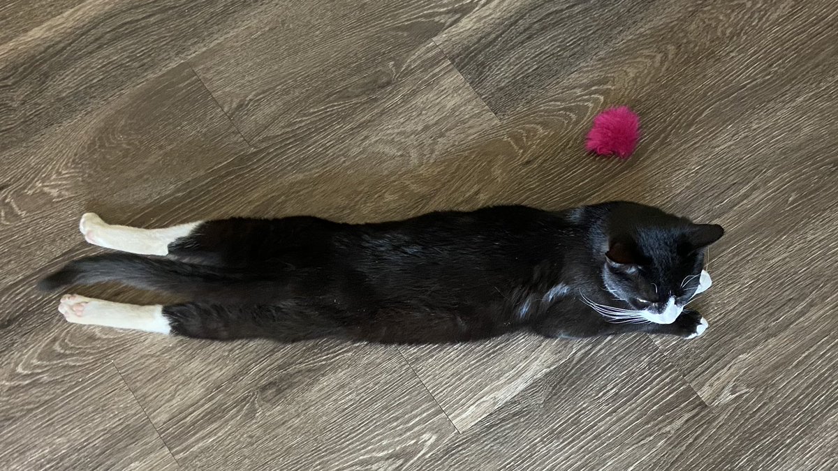 ImHibernating's tweet image. Happy caturday. It’s hot here. #Caturday #TuxieGang #CatsOfTwitter