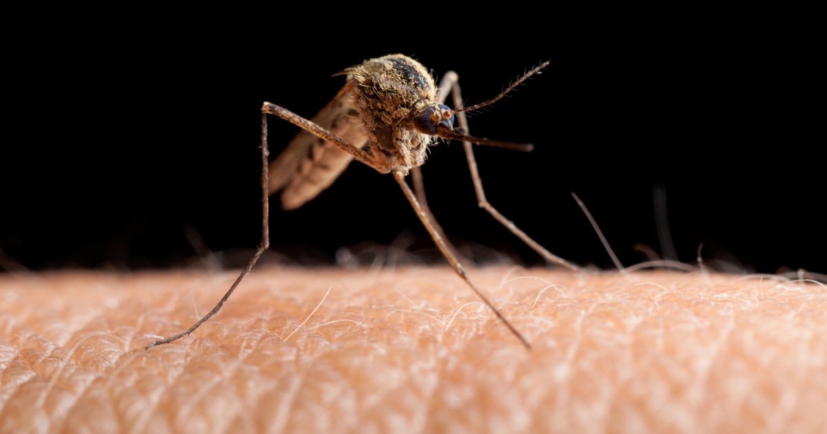 Mosquitoes that carry West Nile are becoming resistant to insecticides, CDC says dlvr.it/SswmVF