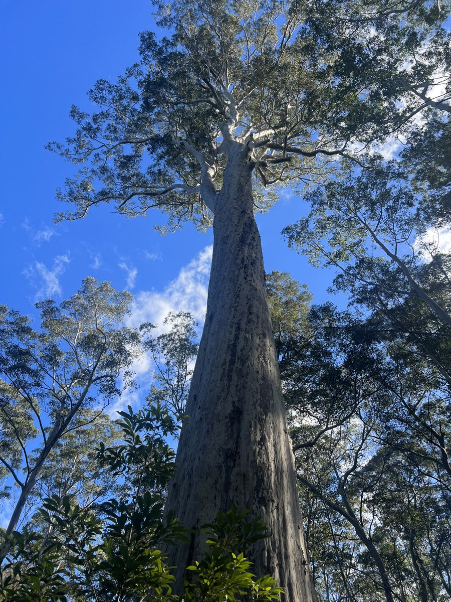 SueHigginson_'s tweet photo. It’s National Tree Day 🌳 The NSW Labor Govt has just installed locked steel gates &amp; 24/7 security so they can cut down the trees in our public native forest that is part of the promised Great Koala National Park. Trees critical for the survival of koalas &amp; carbon capture #nswpol https://t.co/5h1qMBPp8c