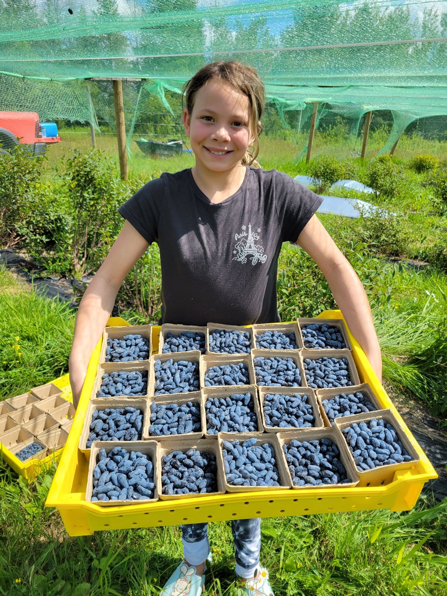 Introducing the #beasthaskap variety, #freshpicked today! These #berries won't last long if prior #haskap pickings are any indication!
#haskapberries #haskapontario #honeyberryfruits #northernontariohaskaps #haskapharvest