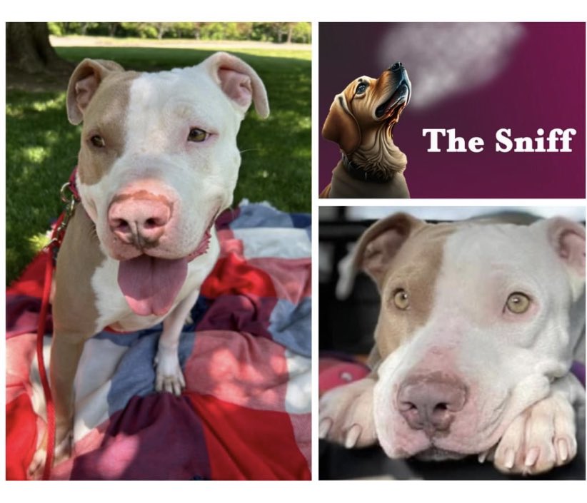 Amanda Steffen tweet media