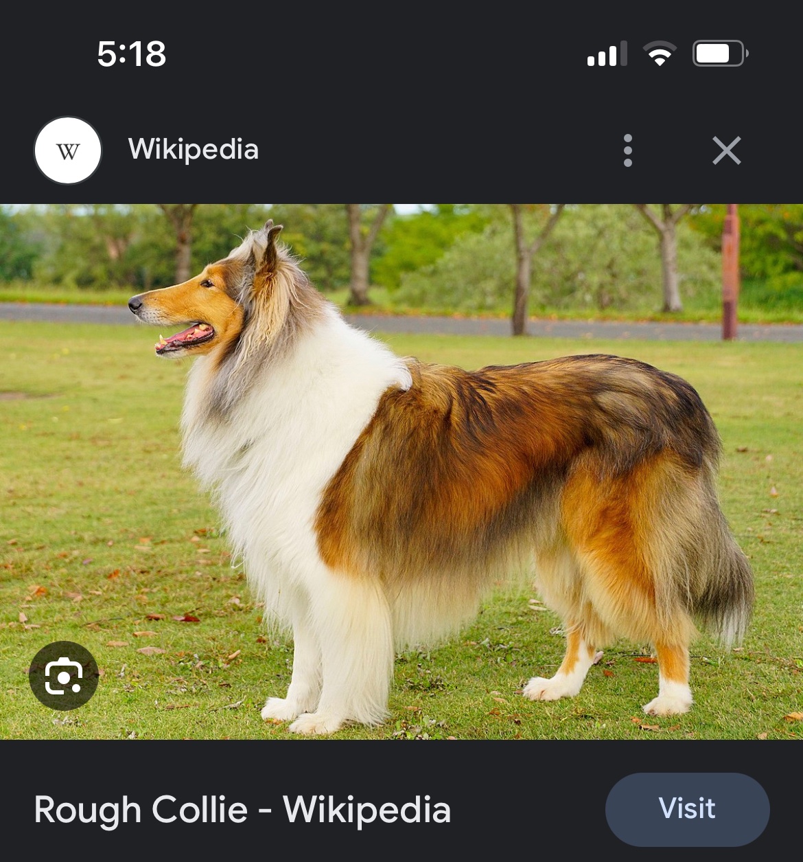 Rough Collie - Wikipedia
