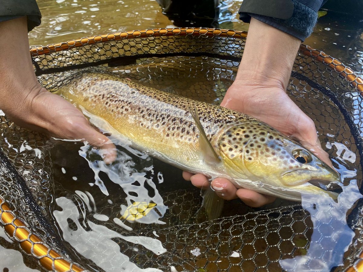 Afon Wysg (River Usk)