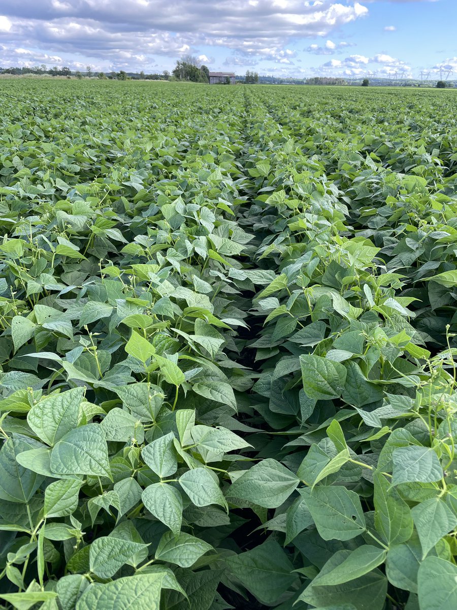 Peter Harvey tweet media