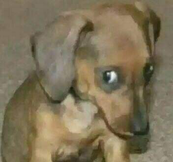 _godfrick's tweet photo. en su perra vida nadie le va a decir X a Twitter 
tas bien pendejo Elon https://t.co/JfVGTdpCrp