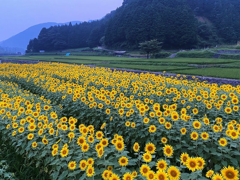 おはようございます😊
むし暑い朝です😅

全国的に猛暑が予想され
熱中症・紫外線対策をお願いします🧋🧃🙇‍♂️

7月最後の日曜日
楽しんでいきましょう🌈🍀✨

※地元のひまわり畑