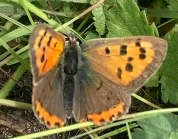 I'm getting just a little bit fascinated with butterflies after doing my bit for the #ButterflyCount  looks like this little chap is a Small Copper think I'm going to have to spend a bit of time amongst the thistles with a camera and tripod! #butterflies #nature #ecosystems