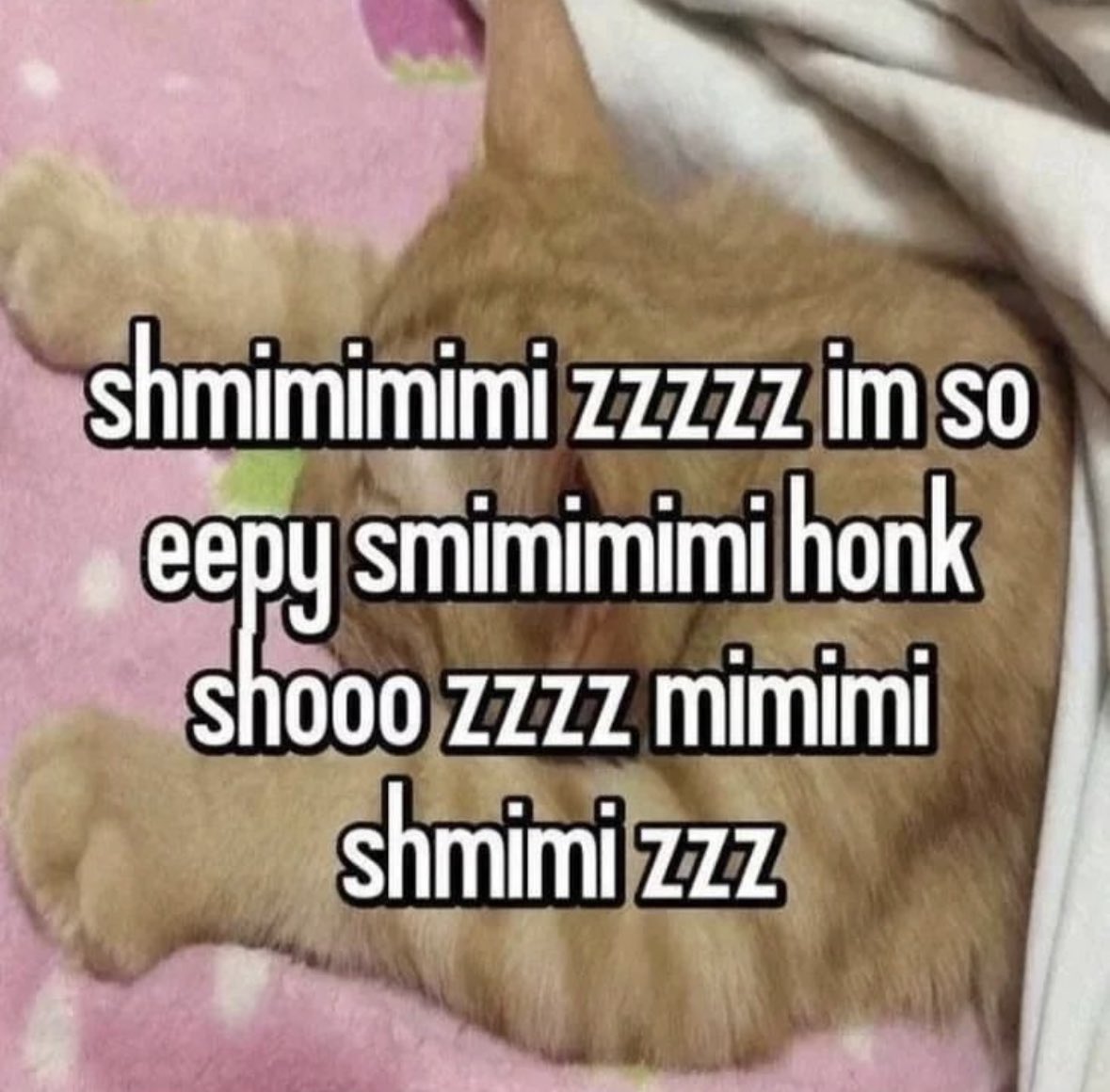 LiterallyMeCats tweet media