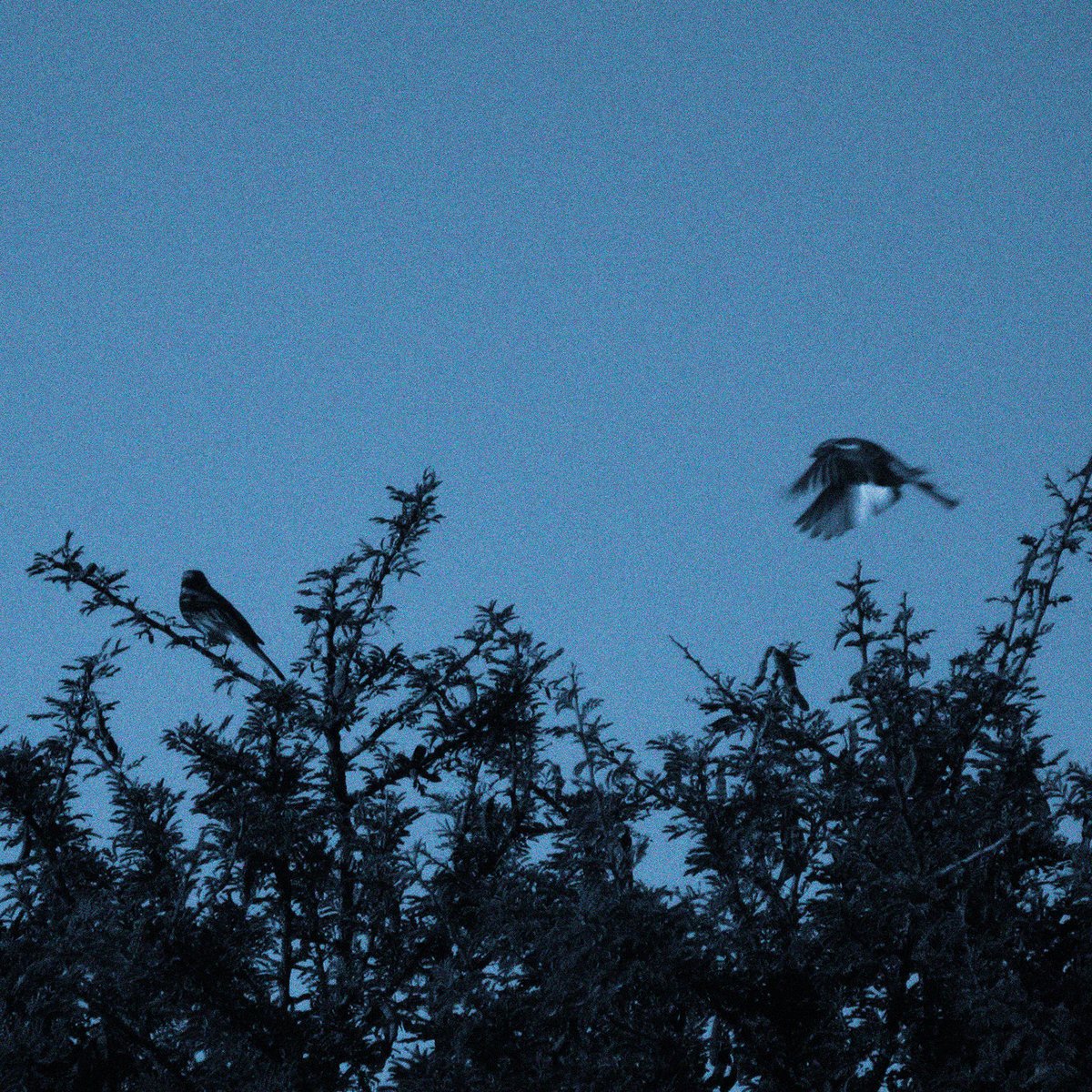 D. Ruíz - on twt break tweet media