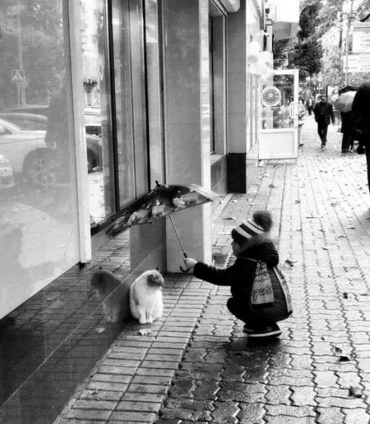 Mükemmel değil, merhametli çocuklar yetiştirin. Karıncaları ezmeyen, ağaç dallarını kırmayan, çiçekleri ezip geçmeyen, sevgiyi hissetmeyi ve hissettirmeyi bilen çocuklar. - Doğan Cüceloğlu