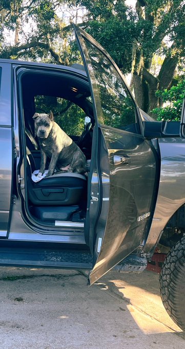 I got another #CaneCorso 🙃 this is Gianni. One of my fav breeds.  What breed is your fav? https://t.<a href="/tag/canecorso"class="tags">#CaneCorso</a>