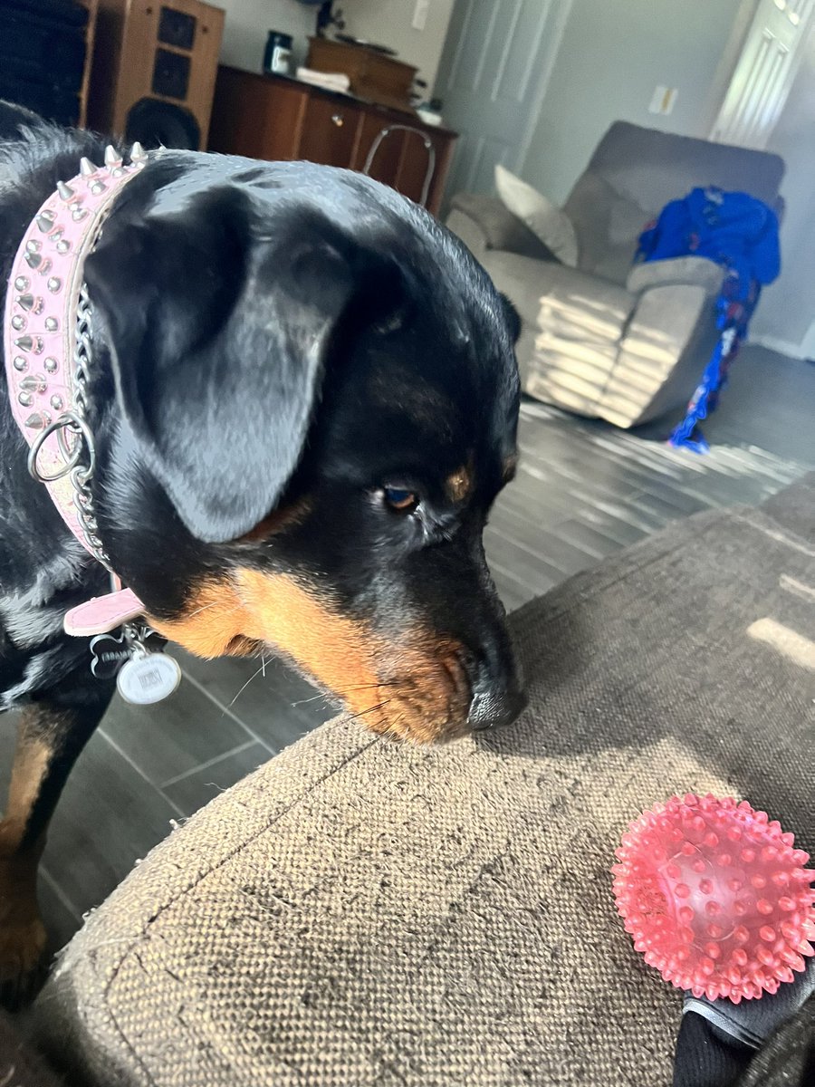 I finded you after 2 weeks! Now just stay here!
Happy Saturday frenz! I will stare at my ball.
#dogproblems #dog #Rottweiler