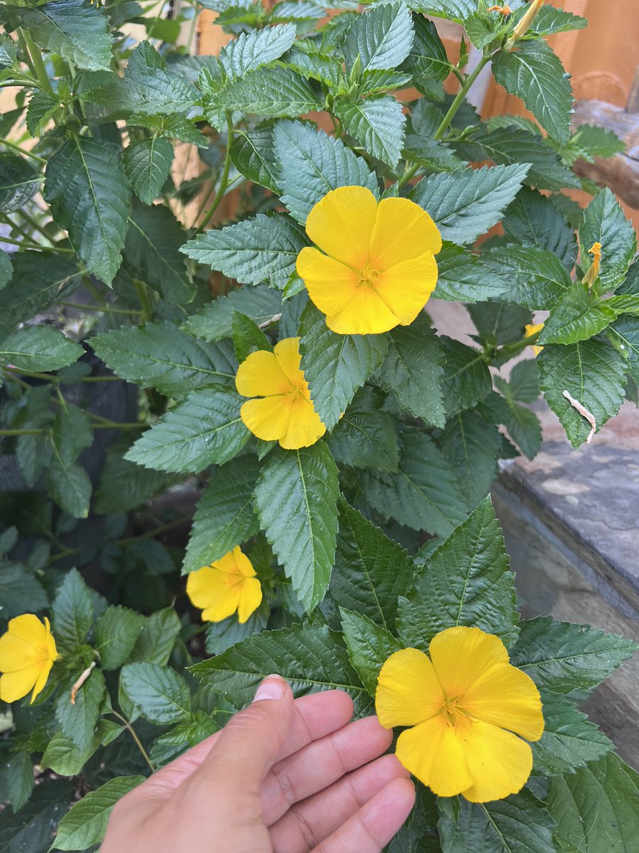 Maryamhasnaa's tweet image. Todays Medicine: Damiana flower essence increases pleasure and joy, lifts mood &amp;amp; focus and infuses enjoyment into any area of life where we have been imbalanced or distracted by stress. A known aphrodisiac, it allows us to connect with the energy to fulfill our desires.