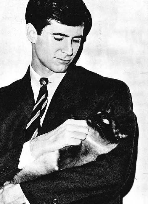 Cleopatragirlie's tweet photo. Various pictures of Anthony Perkins stroking cats https://t.co/PLh5QC84cy