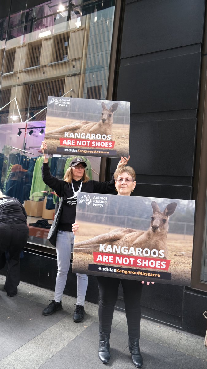 🦘🚫👟 Hey @adidas As long as your soccer boots are made with kangaroo, we will keep coming.

Yesterday's protest at the Sydney Adidas store was an incredible success! Thank you to everyone who joined us. 

adidas you are on notice.

#kangaroosarenotshoes #adidaskangaroomassacre