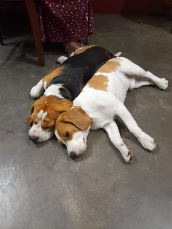 Hey cutie 🐶😛
•⁣⁣⁣⁣⁣⁣
📸 @archie.the_beagle