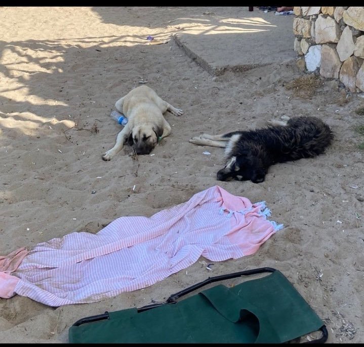 AvGulcinYapici's tweet photo. Tek suçları yüzmek mi 
Deniz belediyenizin mali mı @cesmebld 
Bu köpekler nerde , kanun açık geri getirin 
Yüzerken paylaşın 
Projeler uğruna kanunu delemezsiniz 
Hayvanlar istediği yere gider 5199 SK okuyun .
Deniz hariç demiyor 
@izmirvaliligi @TC_icisleri https://t.co/osHdPc2Vwv