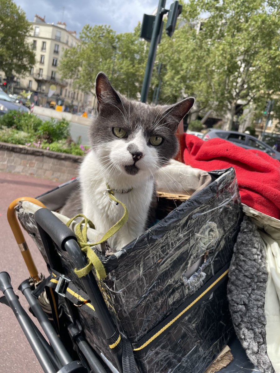 ThatCatLifeTho's tweet photo. Spotted in the streets of Paris, w her owner: Bebe.😻 #thatcatlife #catlife #catsalongtheway #pariscat https://t.co/eJ5ITrToK7