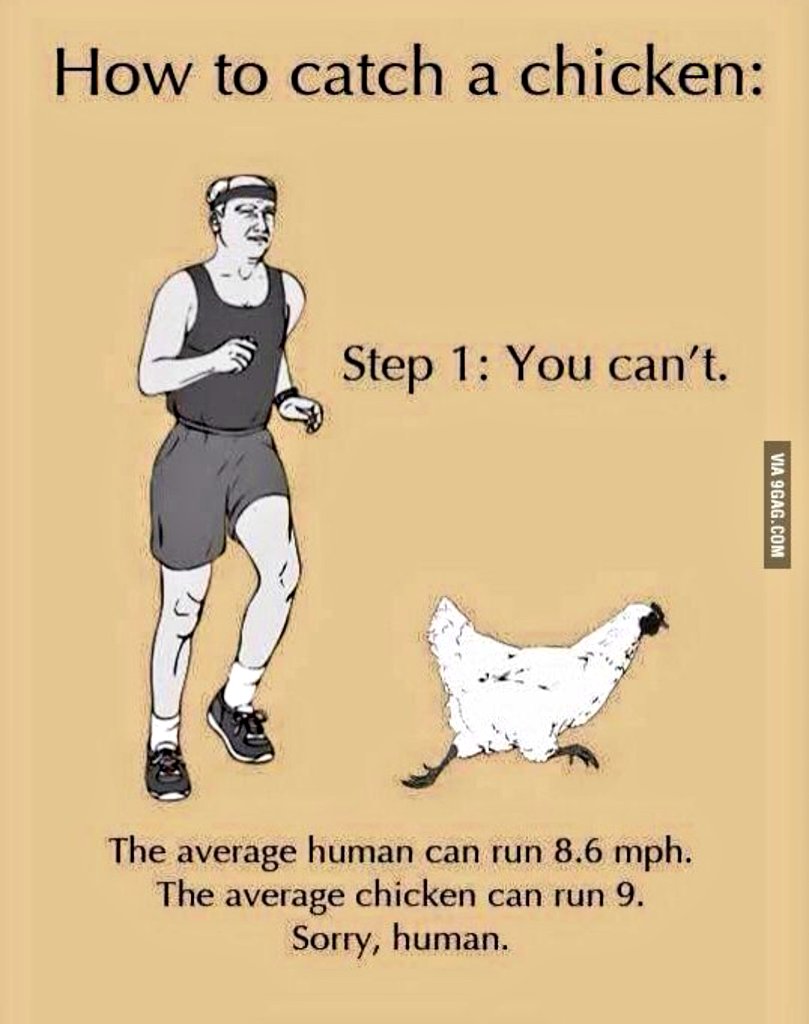 ChickensOfX's tweet photo. Catch me if you can  🐓🏃‍♂️ https://t.co/knQAR4bn4o