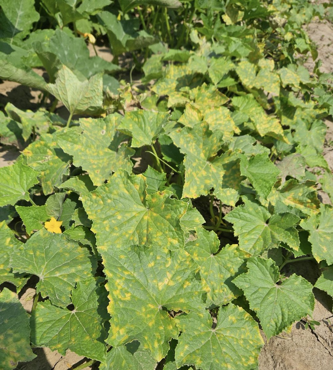 Downy mildew continues to spread in OH. No sign of it in our Sandusky County sentinel plot 12 days ago, but blew up a week later. If this was a commercial field it would be too late to rescue the crop. Powdery mildew has also arrived. See u.osu.edu/Cbs4 for more.