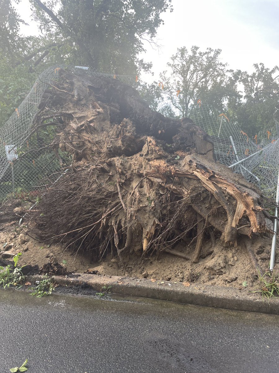TriciaForWard3's tweet photo. The storm hit Kent/Palisades very hard. I counted 9 Heritage trees down between Klingle St and Lowell St. Power lines down everywhere. Nobody hurt. https://t.co/TcrOWDir9K