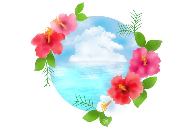 「hibiscus white background」 illustration images(Latest)