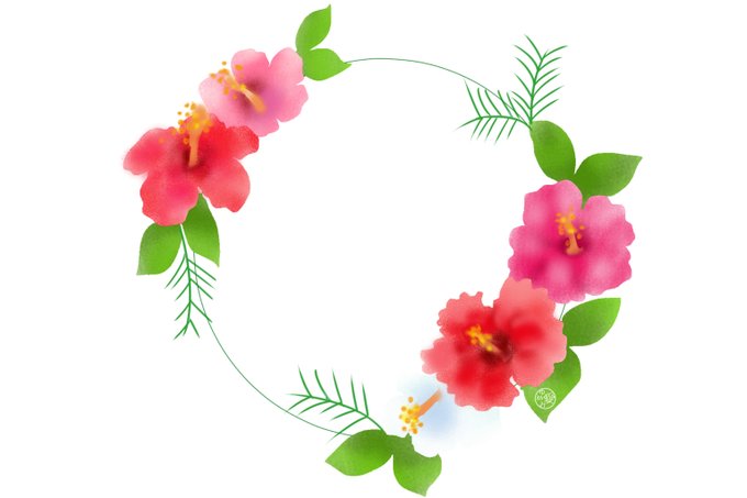 「hibiscus white background」 illustration images(Latest)