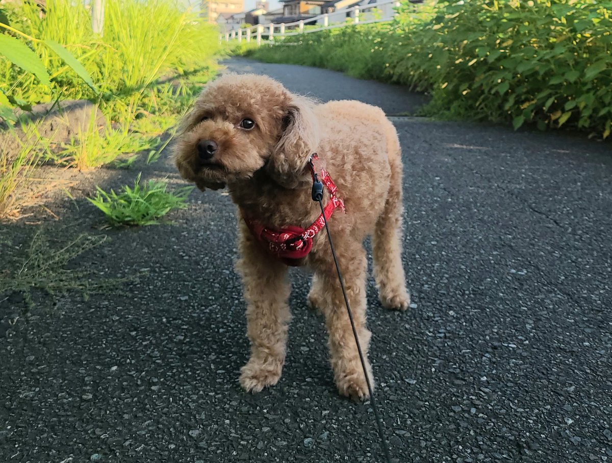 日陰は歩きますが 日向🌞は歩きません😞

#トイプードル  #犬好き #犬好きさんと繋がりたい #犬のいる生活