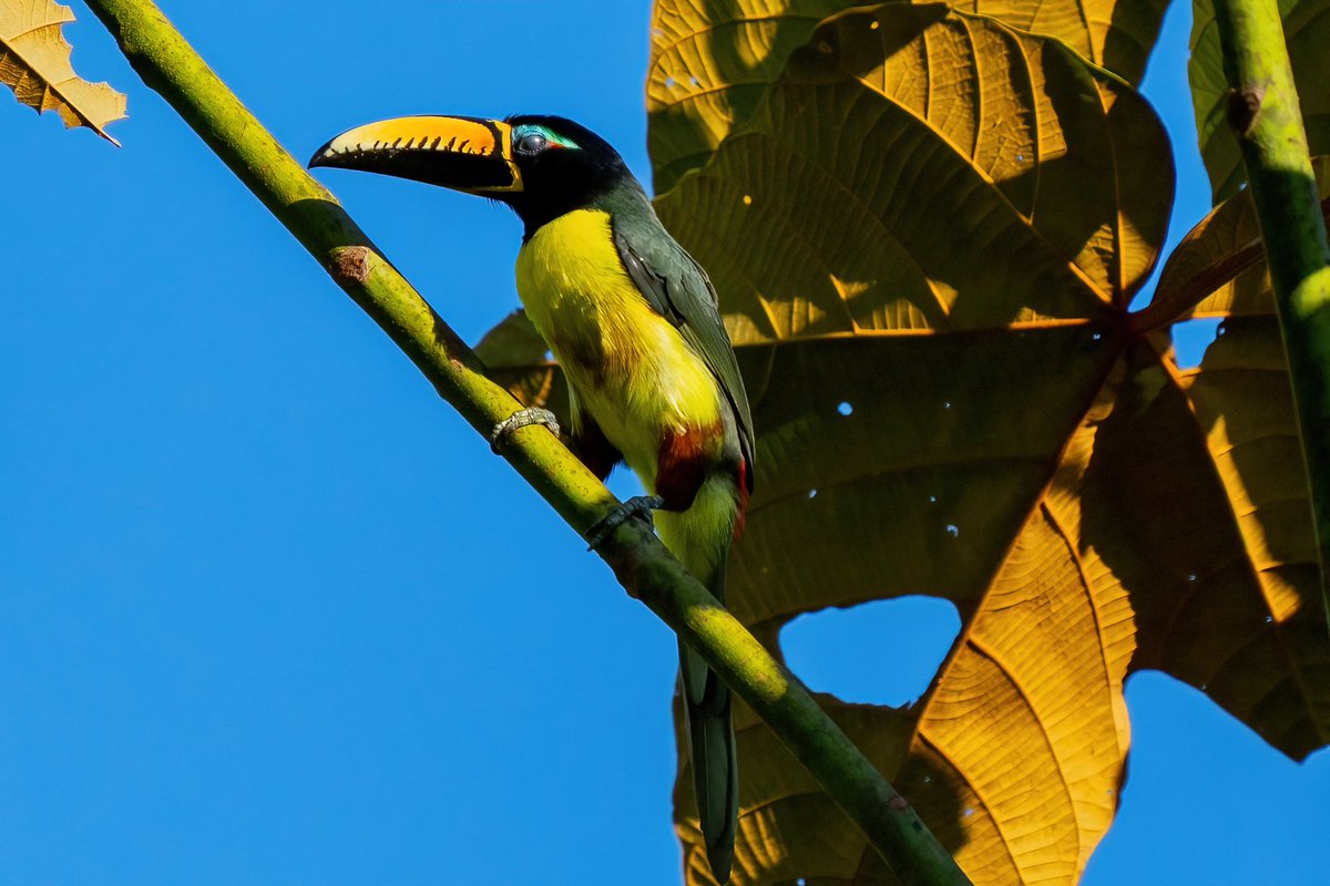mitoGFP's tweet photo. Gilded barbet, Lettered aracari, Broad-billed motmot and Green-backed trogon #BirdsSeenIn2023 #birding #BirdTwitter @inaturalist #Birdsofperu #birds #BirdsOfTwitter #birdphotography #peru #perubirds #avesdelperu #birdsofinstagram #birdwatching #barbet #aracari #trogon #motmot https://t.co/RGfY2u6vH2