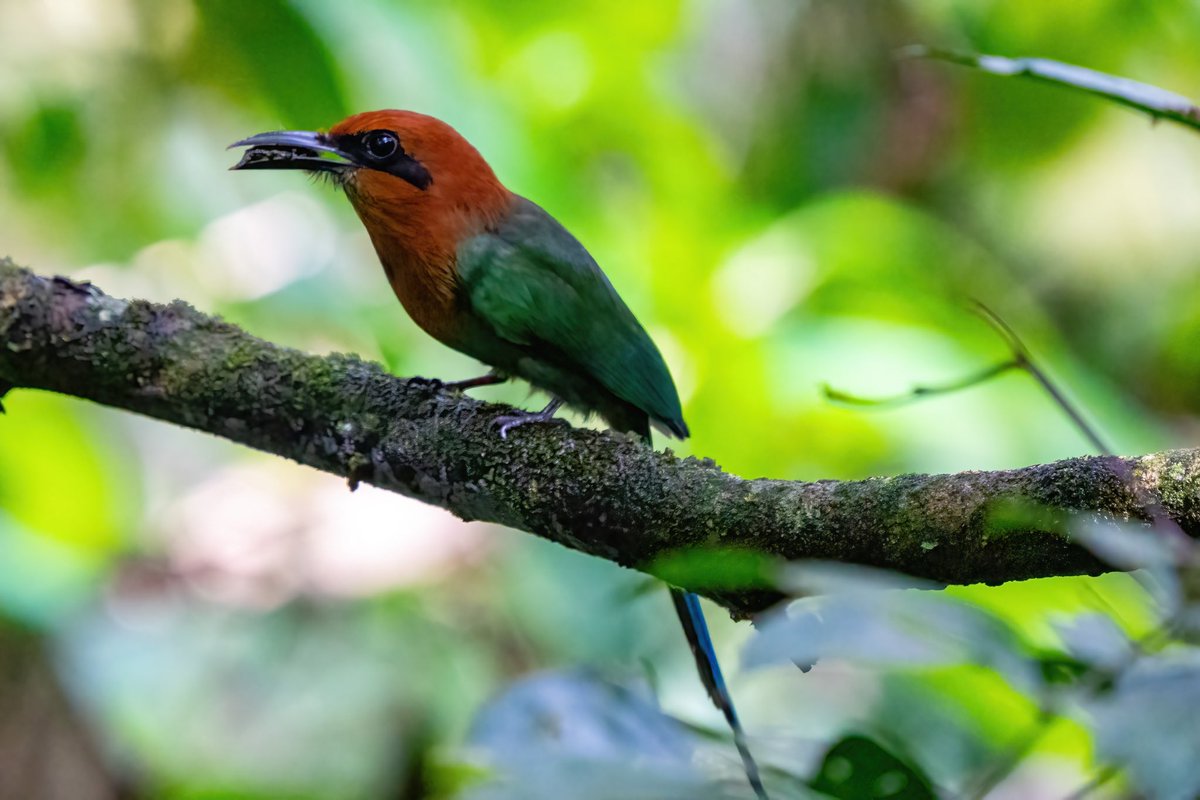 mitoGFP's tweet photo. Gilded barbet, Lettered aracari, Broad-billed motmot and Green-backed trogon #BirdsSeenIn2023 #birding #BirdTwitter @inaturalist #Birdsofperu #birds #BirdsOfTwitter #birdphotography #peru #perubirds #avesdelperu #birdsofinstagram #birdwatching #barbet #aracari #trogon #motmot https://t.co/RGfY2u6vH2
