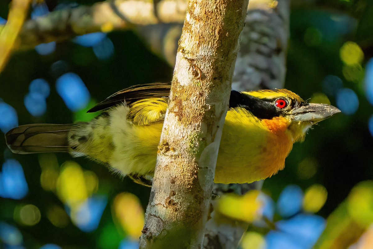 mitoGFP's tweet photo. Gilded barbet, Lettered aracari, Broad-billed motmot and Green-backed trogon #BirdsSeenIn2023 #birding #BirdTwitter @inaturalist #Birdsofperu #birds #BirdsOfTwitter #birdphotography #peru #perubirds #avesdelperu #birdsofinstagram #birdwatching #barbet #aracari #trogon #motmot https://t.co/RGfY2u6vH2