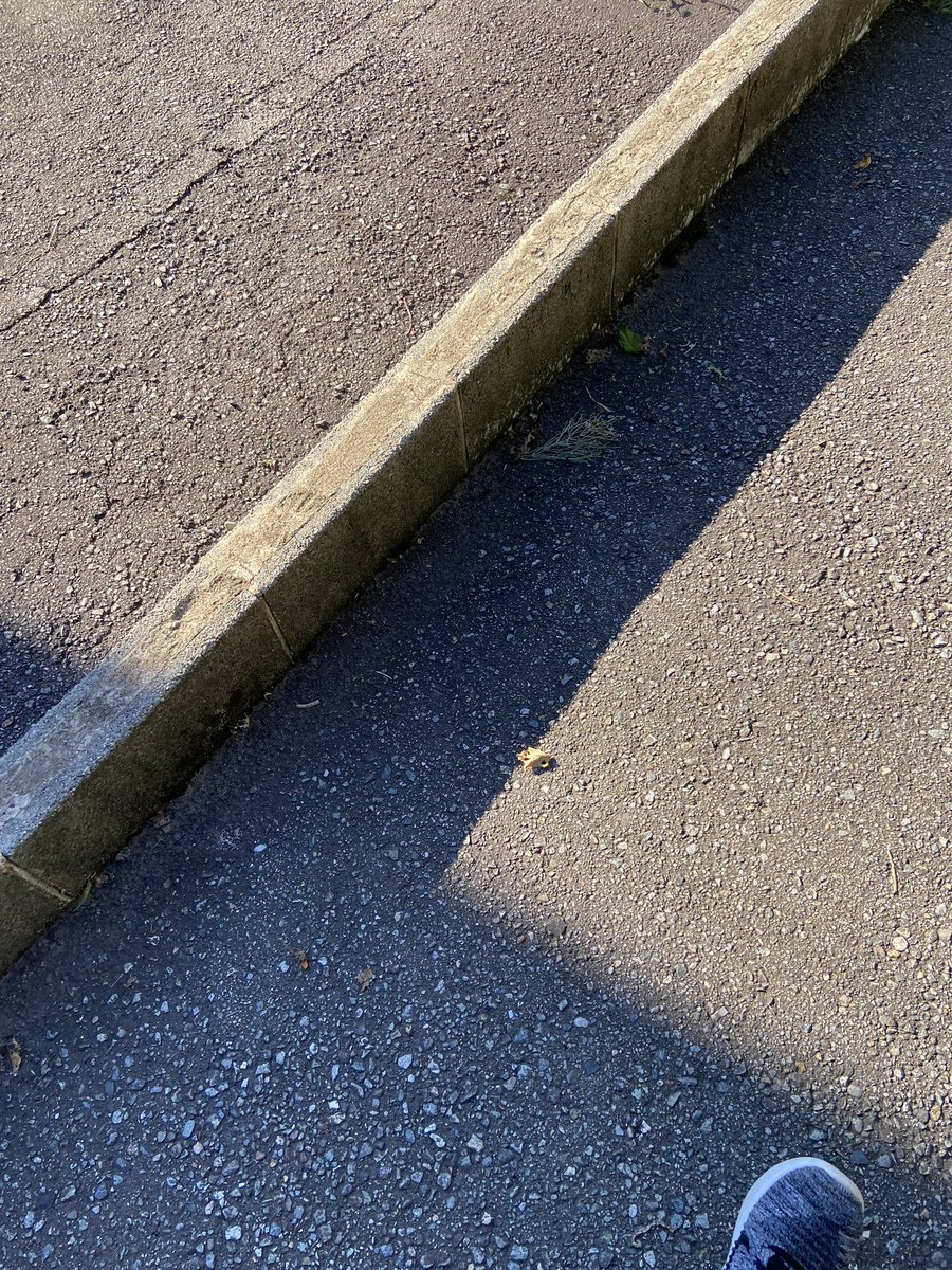 chlookinfo's tweet photo. おはようございます🍀
石川県は最高35度🥵来週さらに⤴️予報
夏バテならないように体調管理🍚
厳しい夏を乗り切ります🔥💪🏃♀️🏄♀️🪂
では素敵な日曜日を🪴☕️
#日陰は涼しい #ATSUI https://t.co/dlvVScDik7