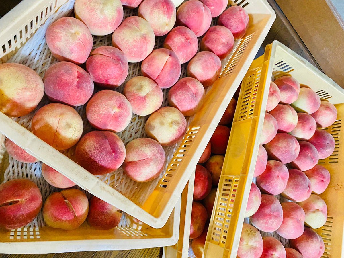 せんのや (@sennoya_9373) / Posts / X