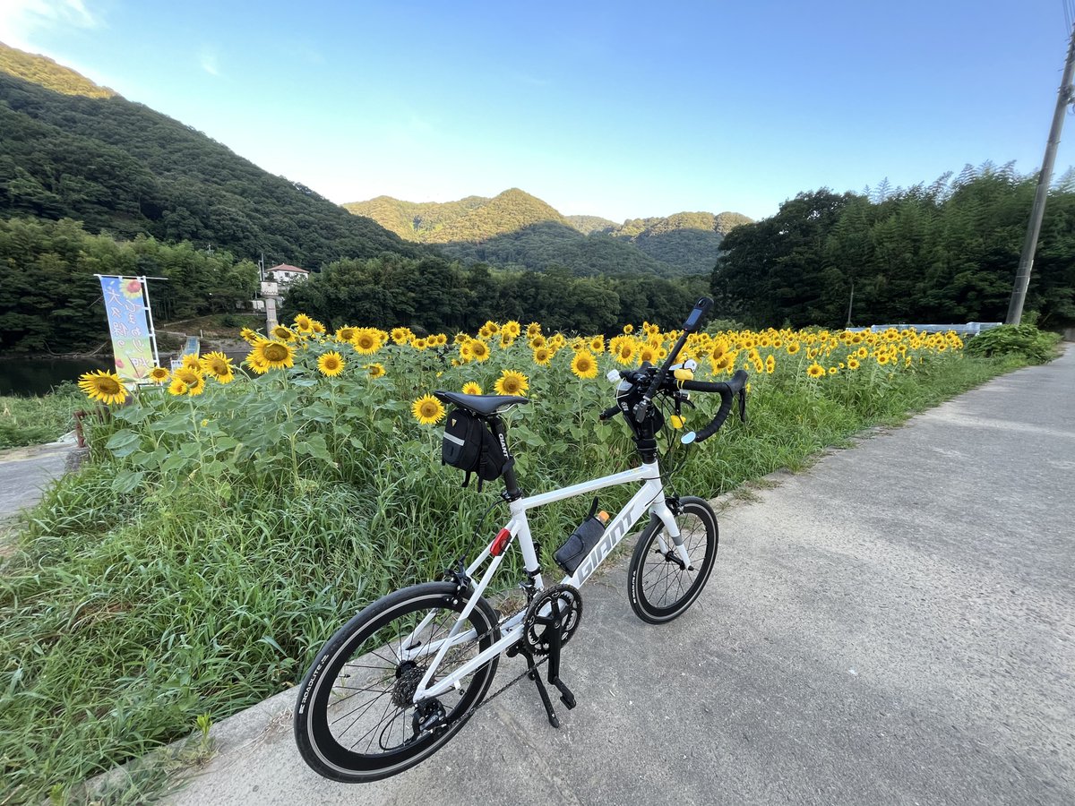 techan_21idiom1's tweet photo. 満開のひまわり🌻🌻🌻
最近、週末の朝練はひまわり畑です🚴‍♂️

#サイクリング
#朝練
#ひまわり
#牟佐大久保ひまわり畑
#ミニベロロード
#IDIOM1
# https://t.co/oV8Fa8FL5Y