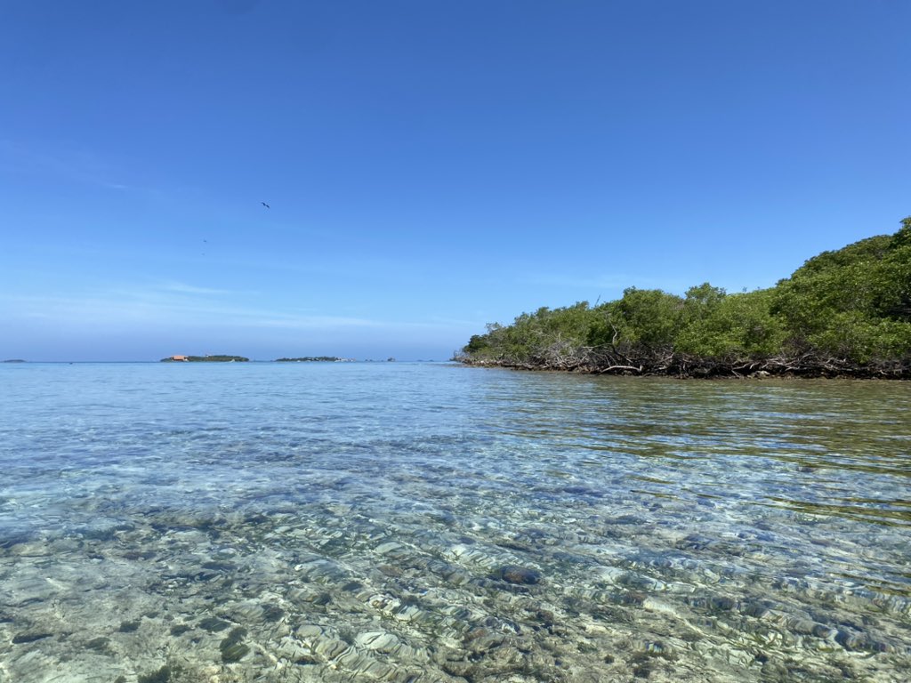 First day off after the #MMM6 conference. Exhausted but inspired. Jeff and I still found some mangroves :)) I can never truly switch off thinking about coastal processes unless you take me to the mountains