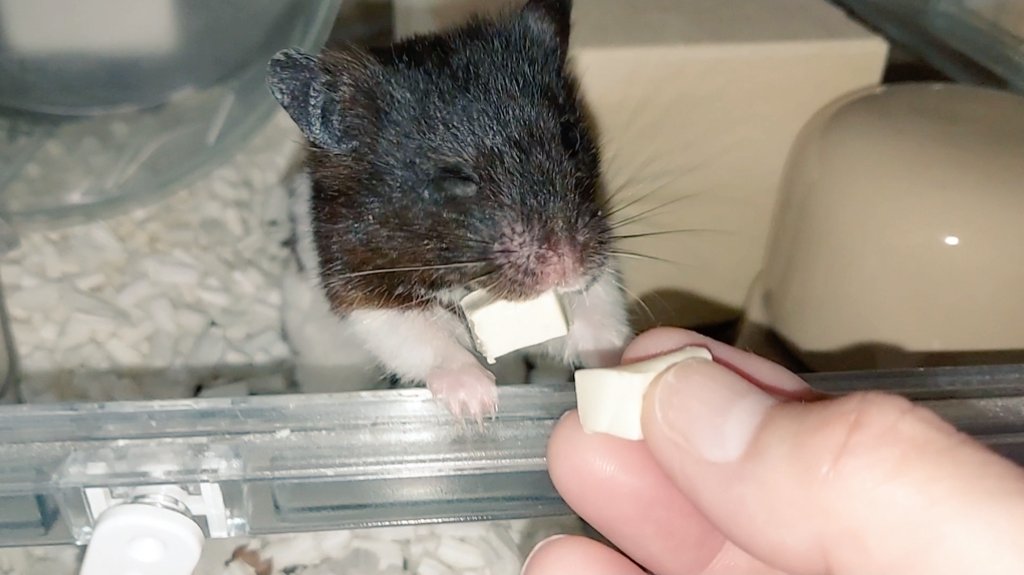 かんちゃん「あ、毎度どうも💕」
お豆腐もらって、この表情🐹✨️
#ハムスター #ハムスターのいる生活 #かんちゃん #itsumoさんちのハムスター