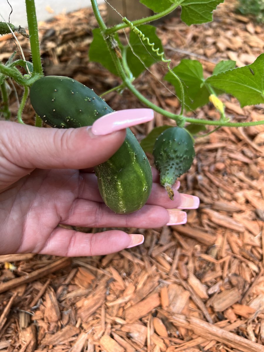 ItsMeDeaner's tweet photo. When do we pick these? They seemed to be the same size for the last couple weeks https://t.co/rJI81oIlqU