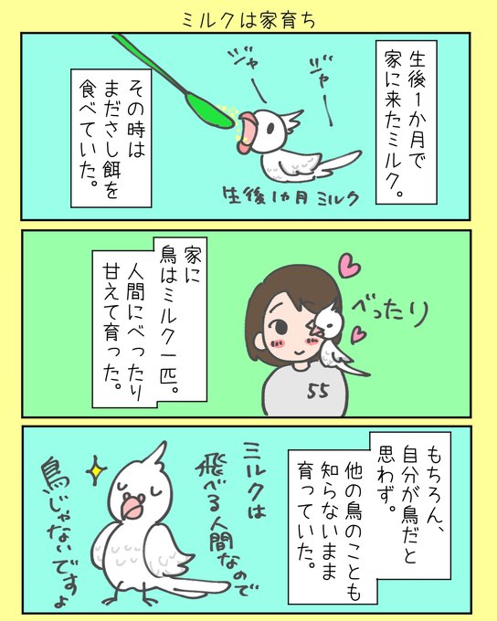 うちのオカメインコとナナクサインコのマンガ。 新しくやってきたカリンにビ.. 55番 さんのマンガ ツイコミ(仮)