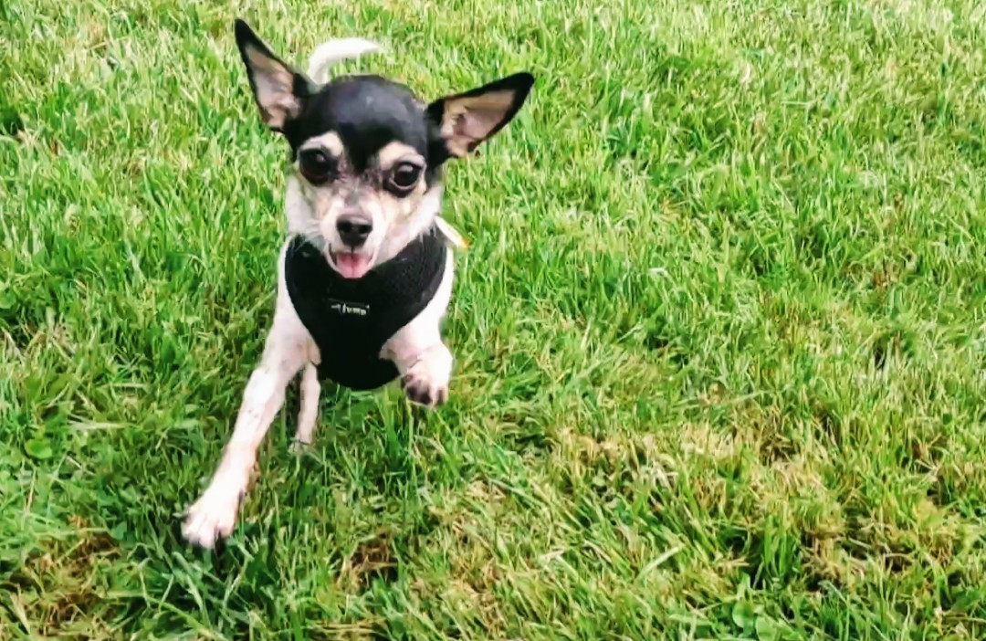 Streetsville Mississauga -- missing very tiny dog. White with black spots. Only 3.5 lbs. She's been seen but we haven't been able to find her. Please help.