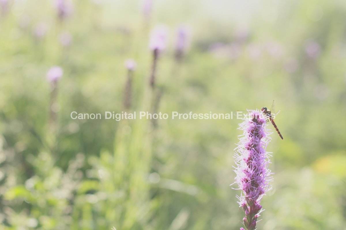 taka_crf250's tweet image. 久しぶりに一眼カメラ📷で
撮ってみた

画像編集アプリをお試しで使ってみたが
デカデカとウォーターマークが
入っていて冷めたw

#bmw_f700gs
#ソロツーリング
#eos_r7