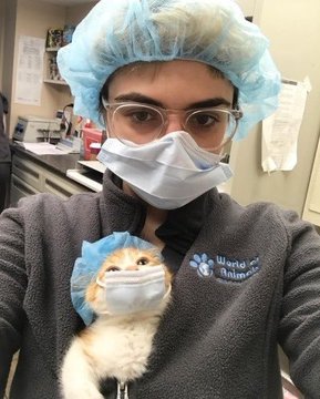 Why you should have a cat tweet media