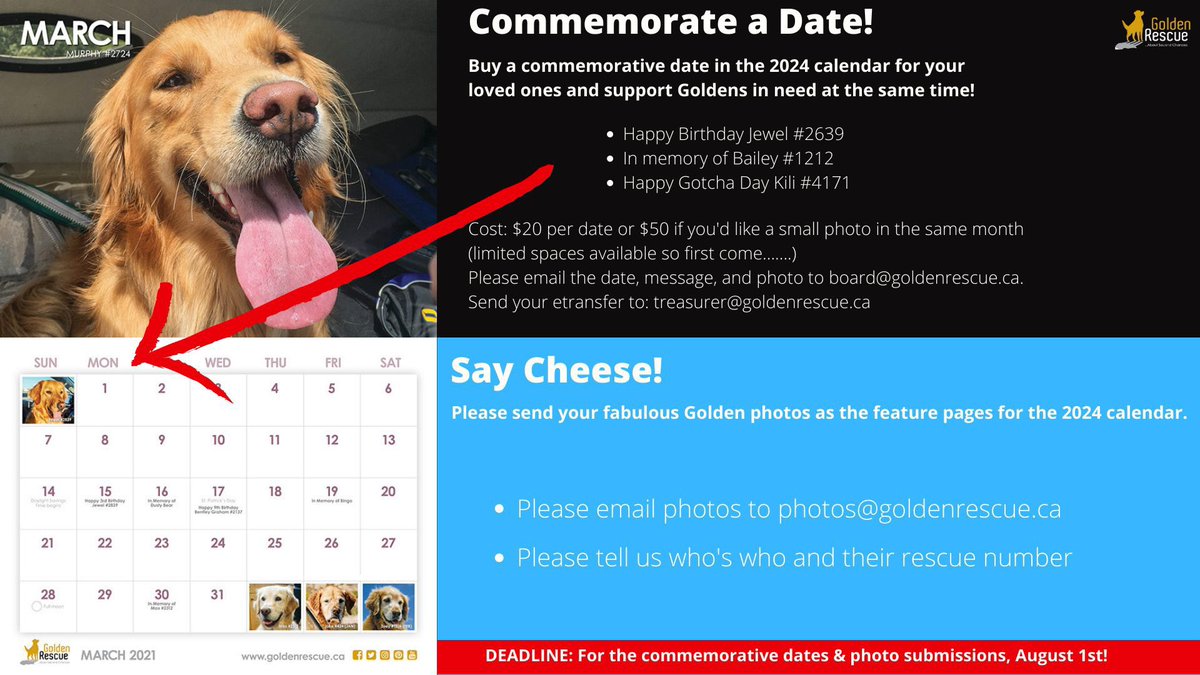 Only a few days left to get in your special dates. Buy a commemorative date in our 2024 calendar and support Goldens in need at the same time! The deadline is August 1st. We are also looking for feature photos for our 2024 calendar. Click on the link: tinyurl.com/mpzy47hn